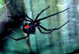 Poisonous New Zealand Spider